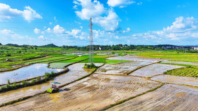 双抢  插秧  盛夏  农忙