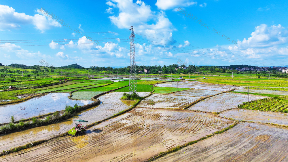 双抢  插秧  盛夏  农忙