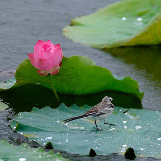 雨中荷韵，雨中荷韵