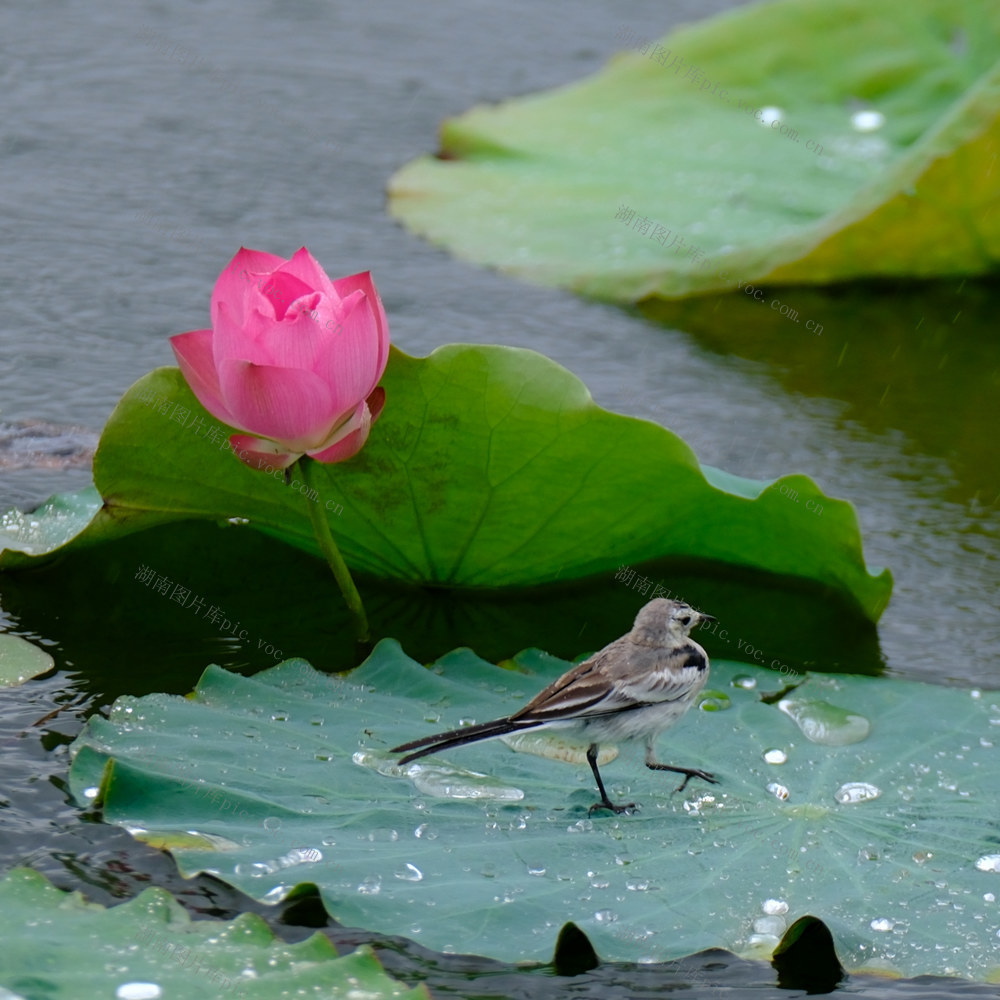 雨中荷韵，雨中荷韵