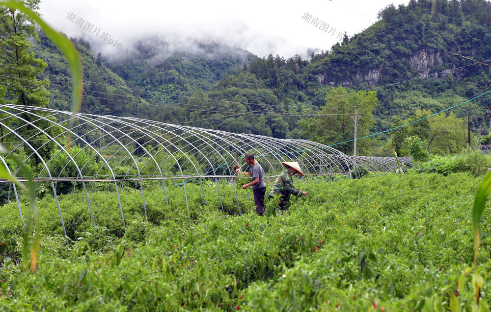 仲夏 种 收 管 蔬菜 丰收