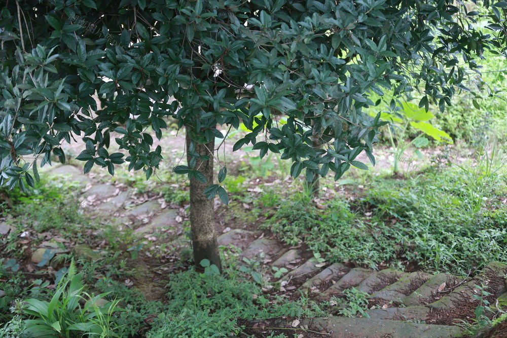 郴州市  苏仙区   红军步道  红色遗址  党史  调研