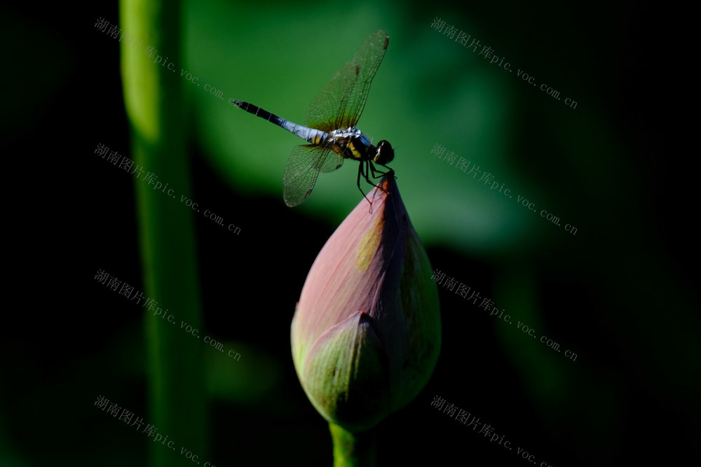 荷花盛开，鸟语花香，西湖公园，