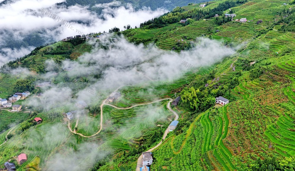 湖南  怀化  梯田  云雾  美景