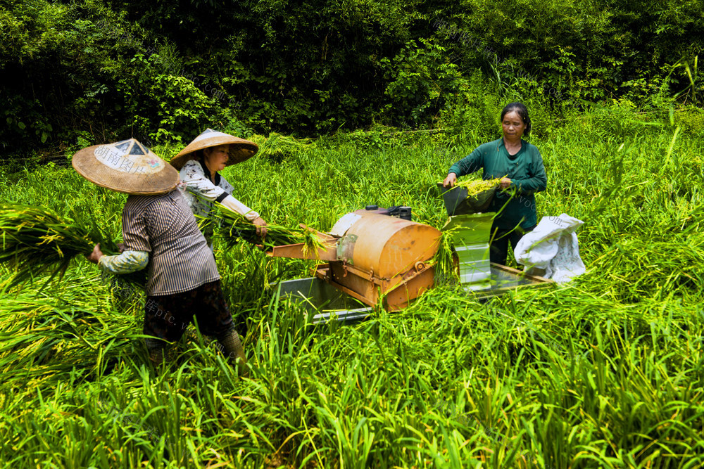 收割  母本   种子