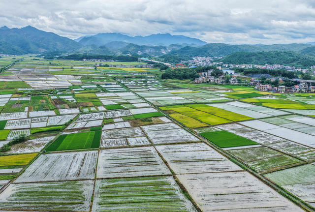 大暑
晚稻
道县