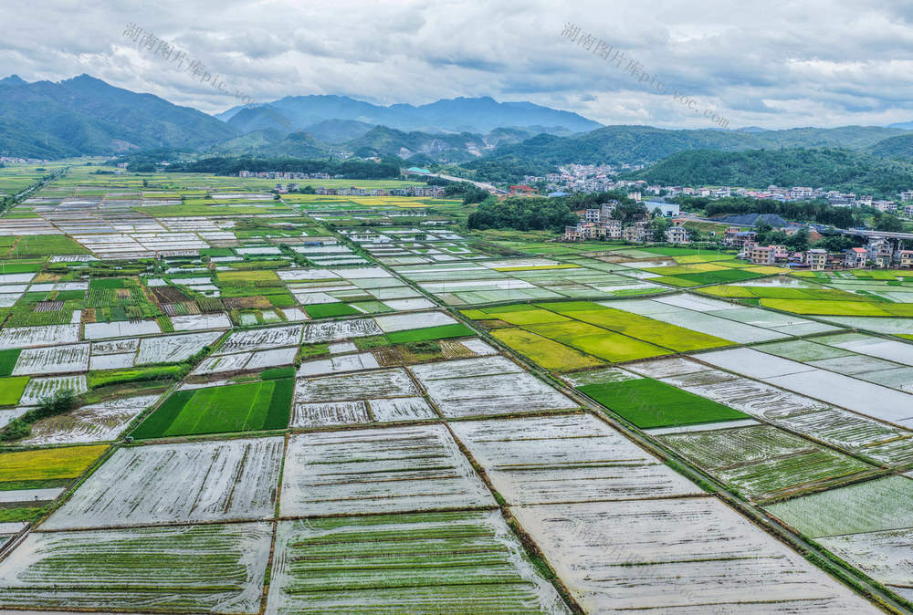 大暑
晚稻
道县