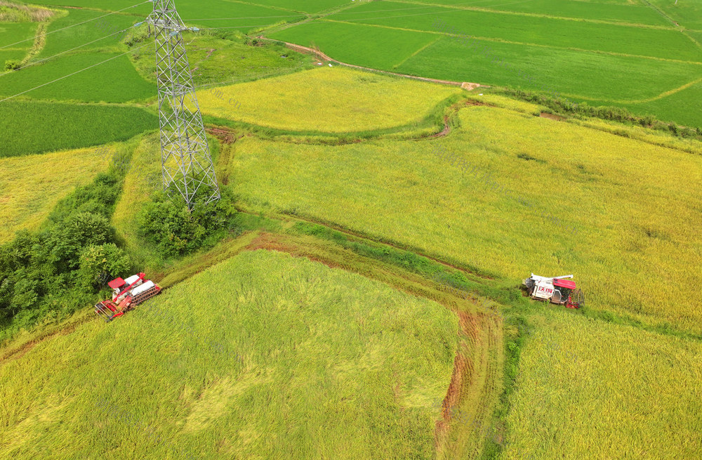 早稻 收割 晚稻 插秧 双抢