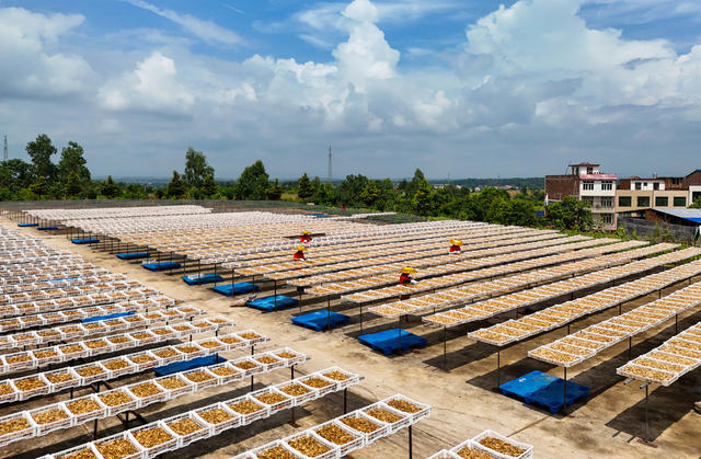 黄花菜  产业  种植  乡村  经济  合作社