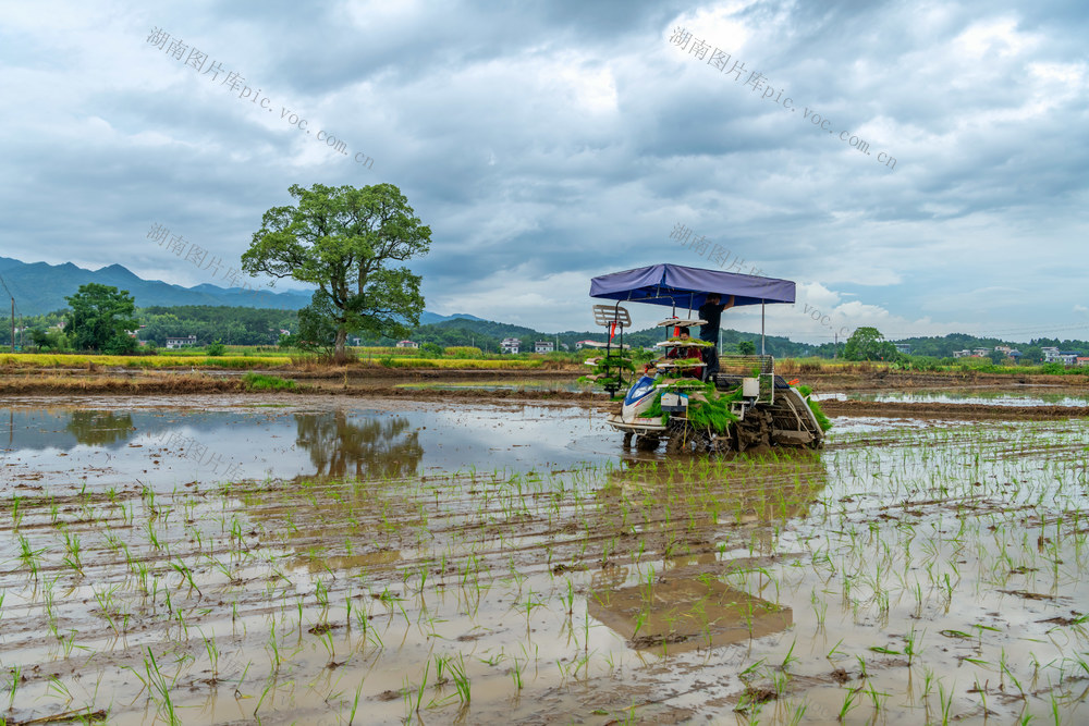 大暑  农忙  晚稻