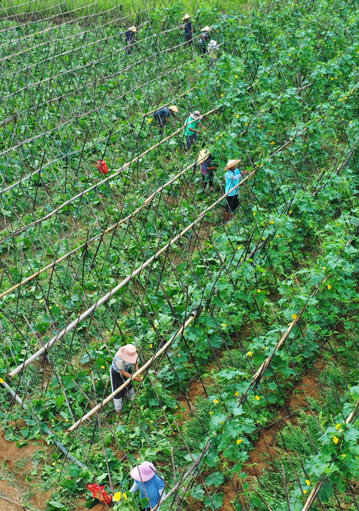 嘉禾：“订单”蔬菜管护忙