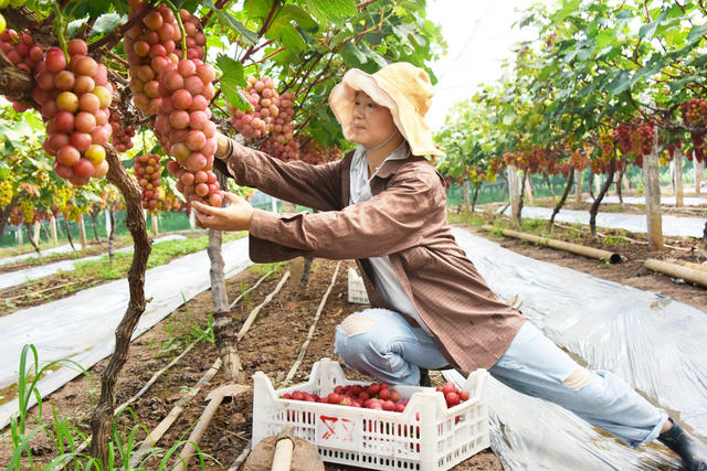 农业  特色种植  水果  妮娜皇后葡萄