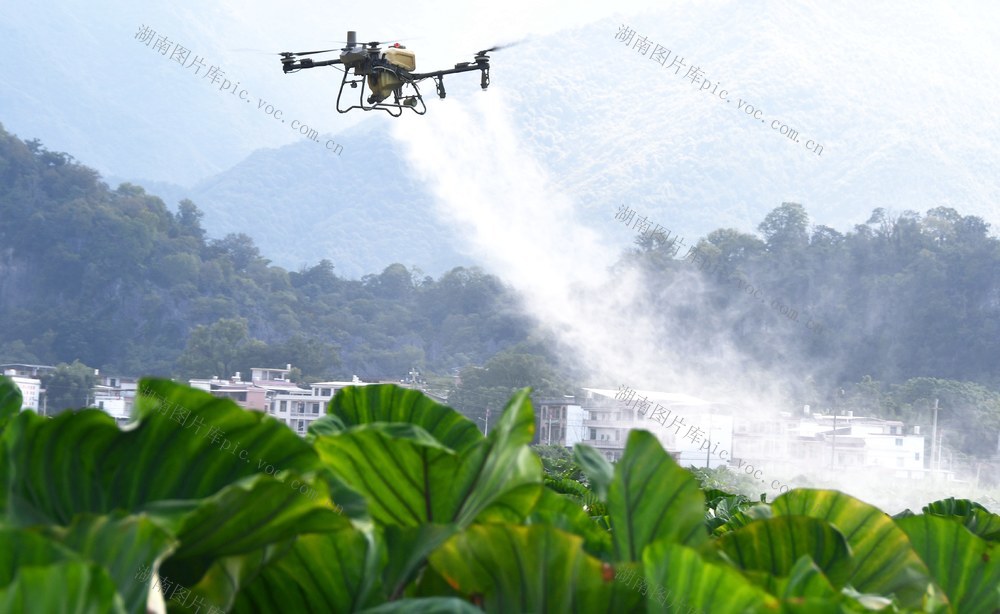 “飞防”作业保丰收