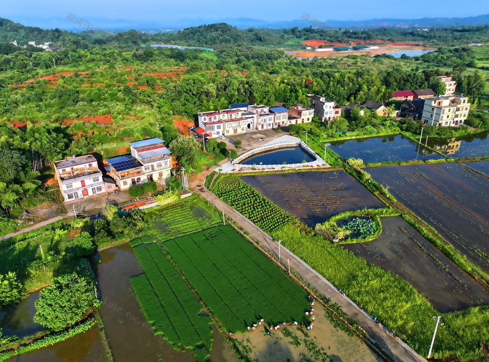 盛夏 时节  忙起秧