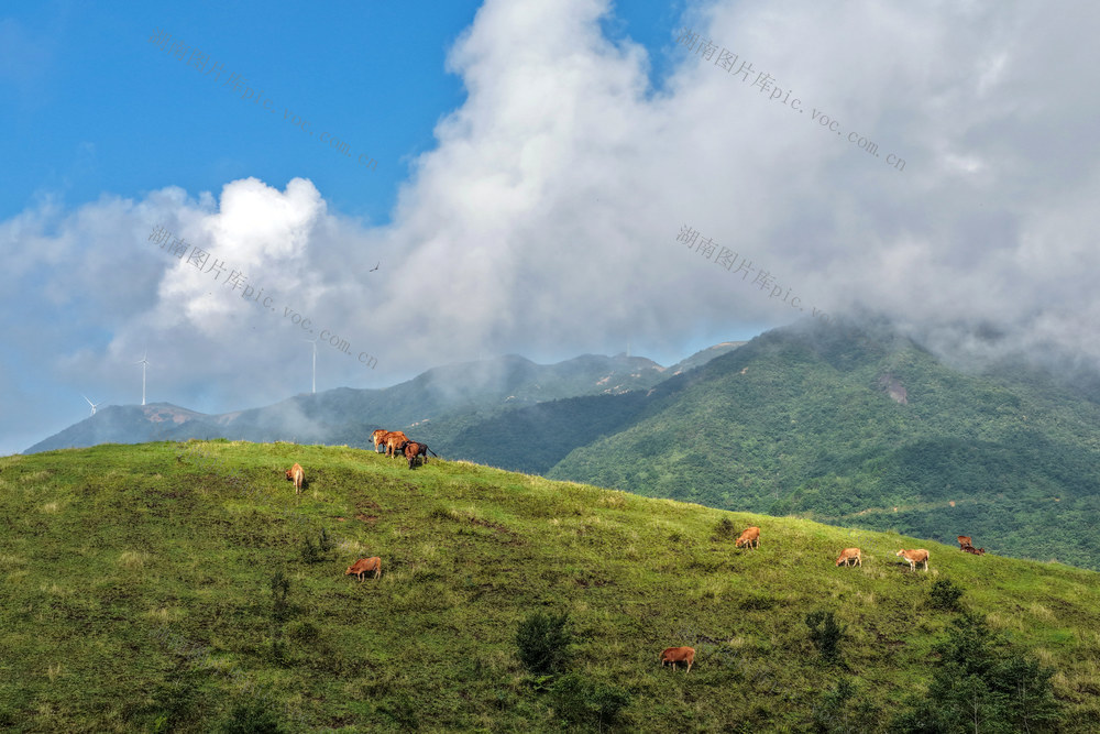 良好生态助力乡村振兴