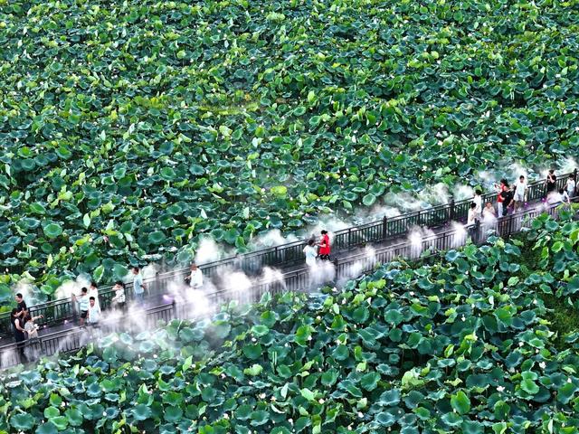 文旅  荷花 油菜花  产业融合  乡村振兴  农文旅