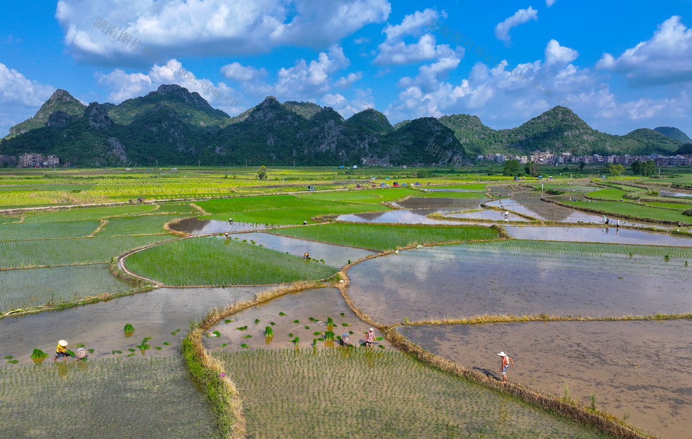 夏日  田园  劳作  美景