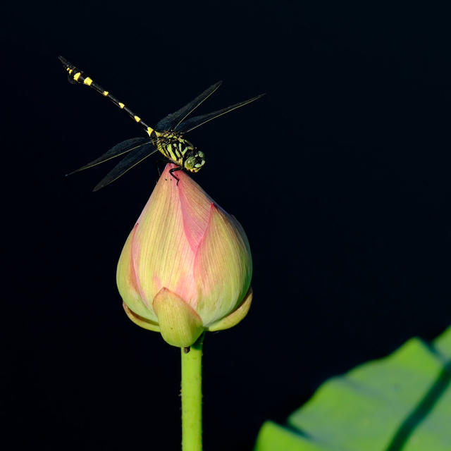 夏日荷塘美，西湖公园