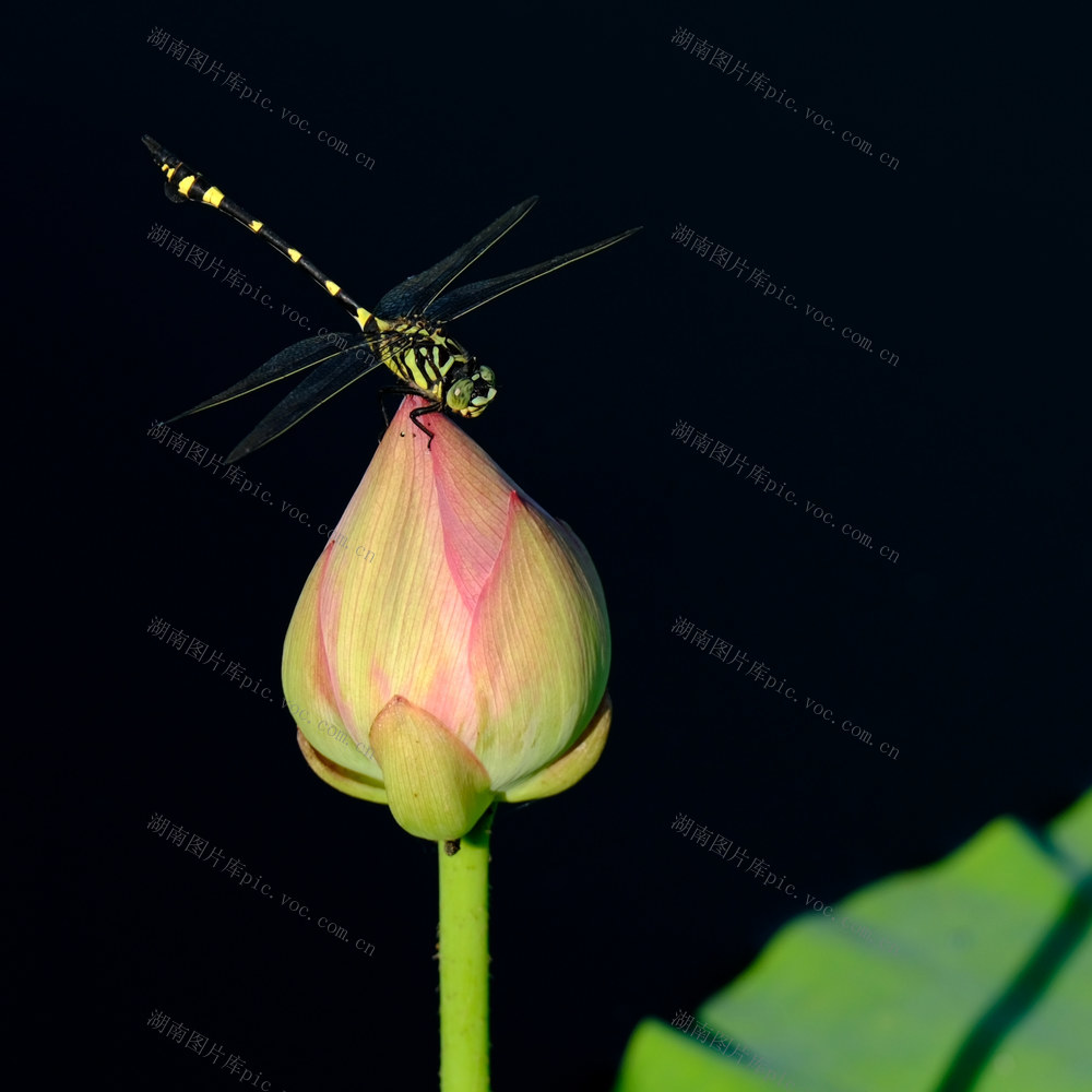 夏日荷塘美，西湖公园