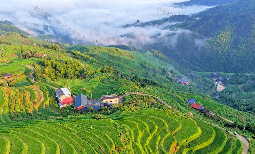 湖南  怀化  梯田  美景