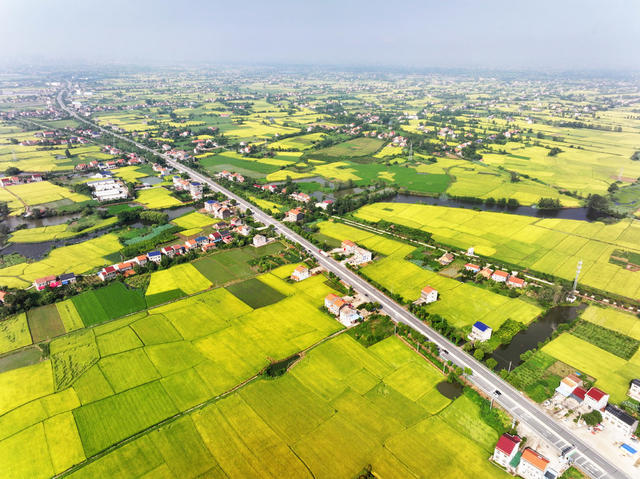 良田沃野  粮食作物  金色田园  丰收图景