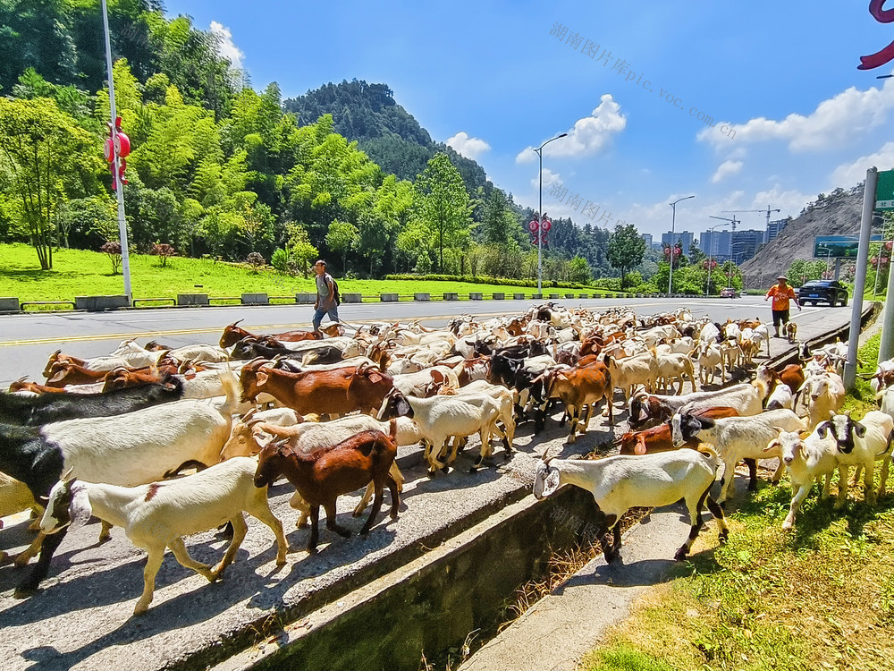 养羊发展  勤劳致富