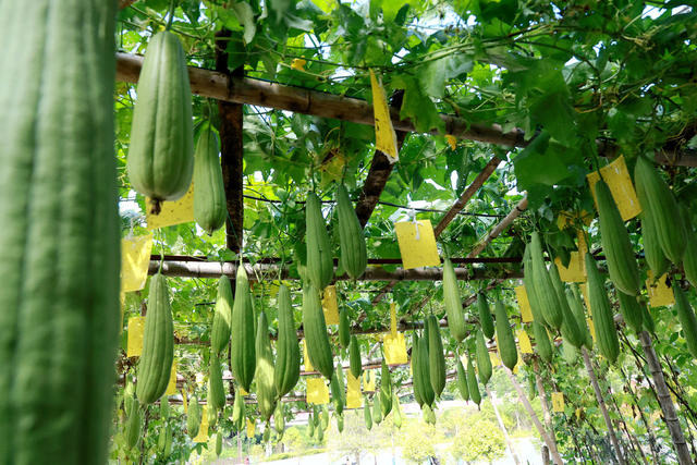 庭院经济 丝瓜 瓜庭院经济 丝瓜 瓜果 庭院 产业果 庭院 产业