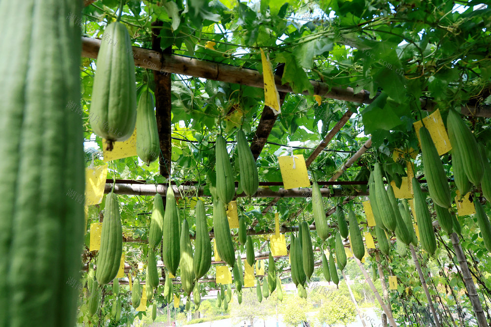 庭院经济 丝瓜 瓜庭院经济 丝瓜 瓜果 庭院 产业果 庭院 产业