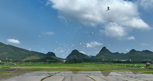 宁远 白鹭 双抢