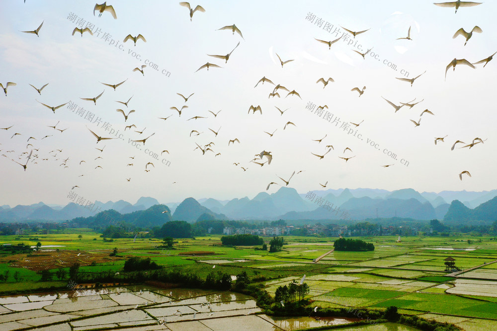 宁远：生态田园鸟飞舞