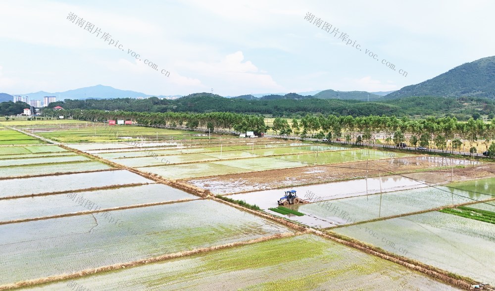 高标准农田助力丰产丰收