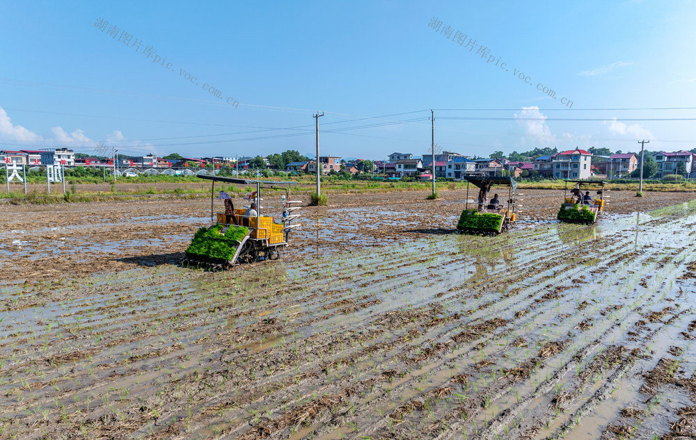 粮食生产  晚稻  插秧