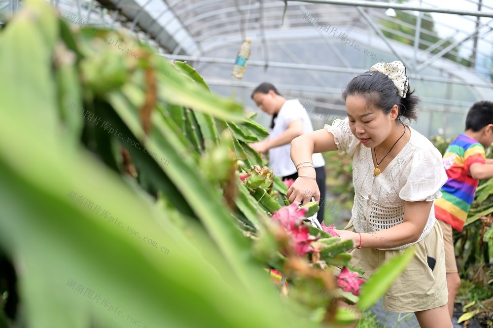 产业  火龙果  乡村振兴  集体经济  帮扶
