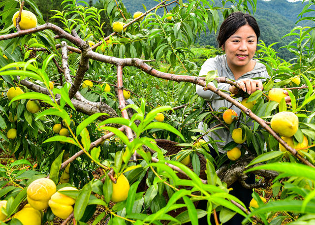 沅陵 明溪口 铁炉坪 高山水果