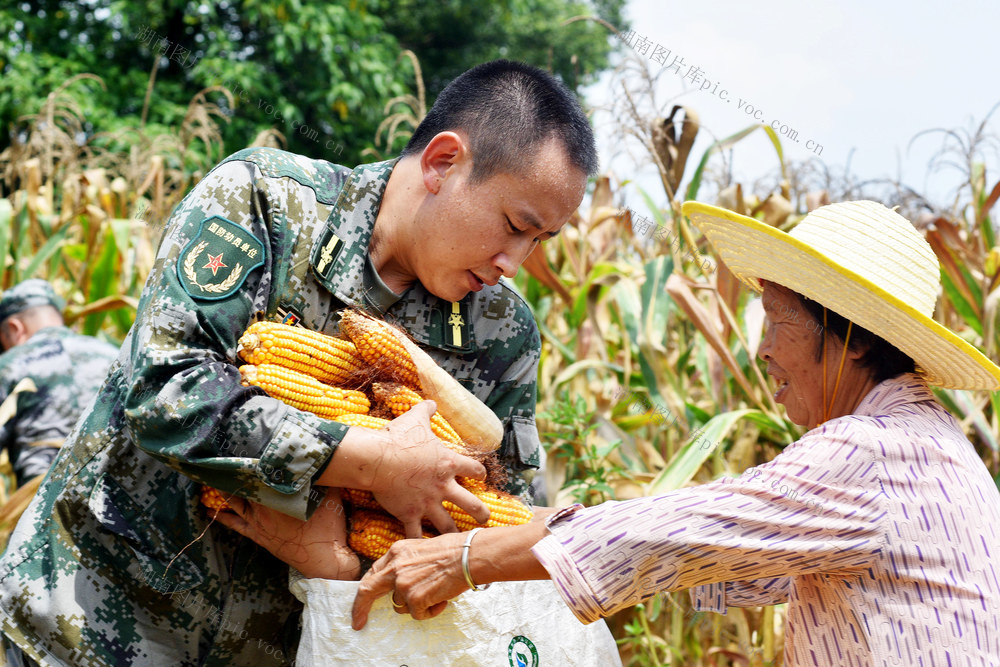 嘉禾：志愿服务  助农采收