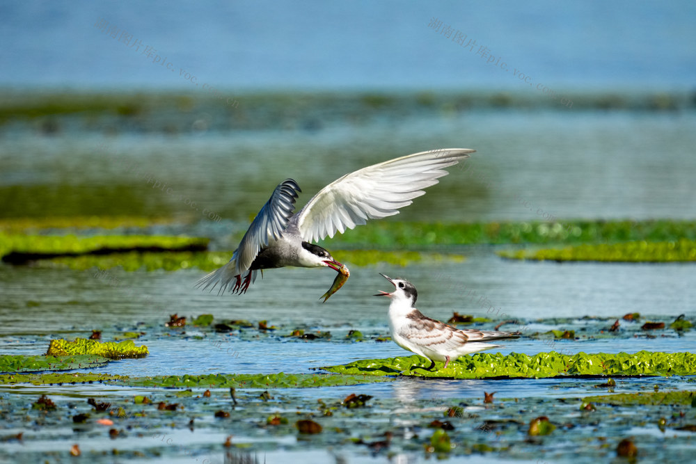 须浮鸥，岳阳环境，湘阴白泥湖