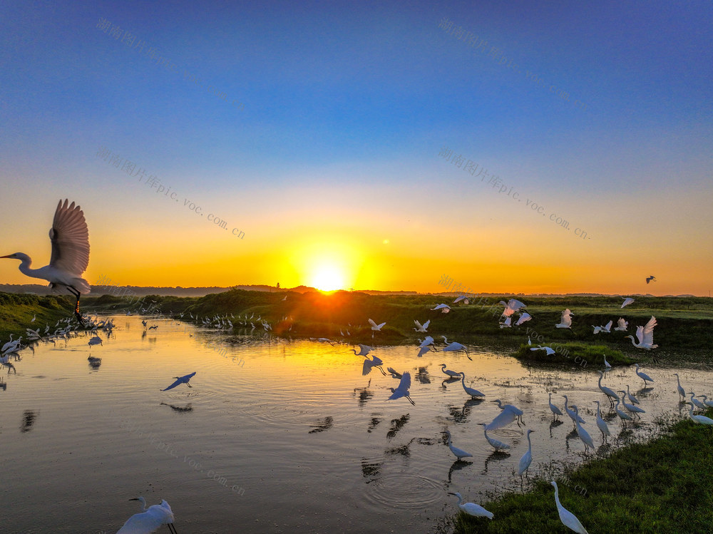 汨罗江湿地公园，白鹭，环境