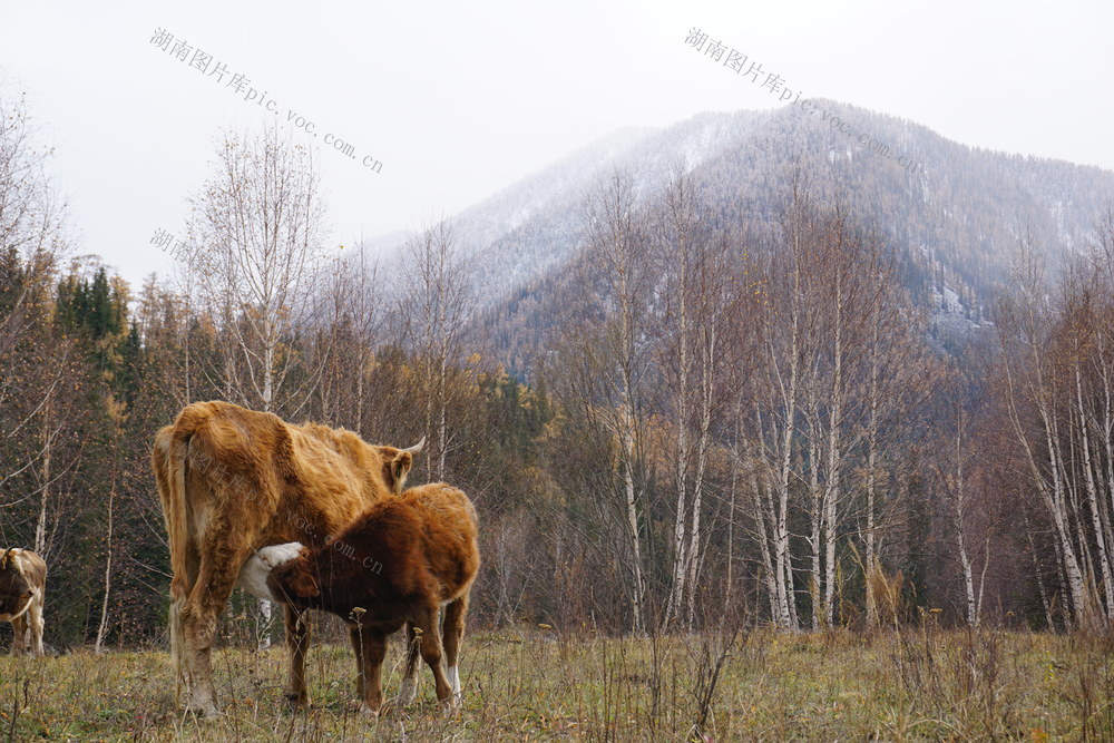 阿勒泰 喀纳斯 景色