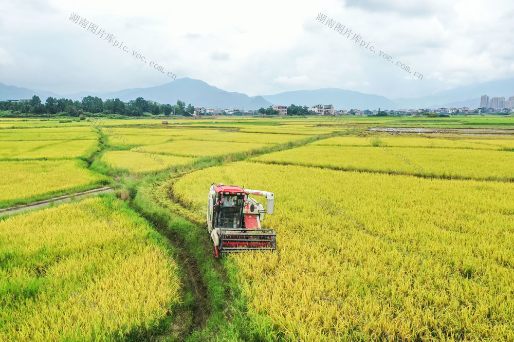 双抢 农业 农机 田间 农民 粮食