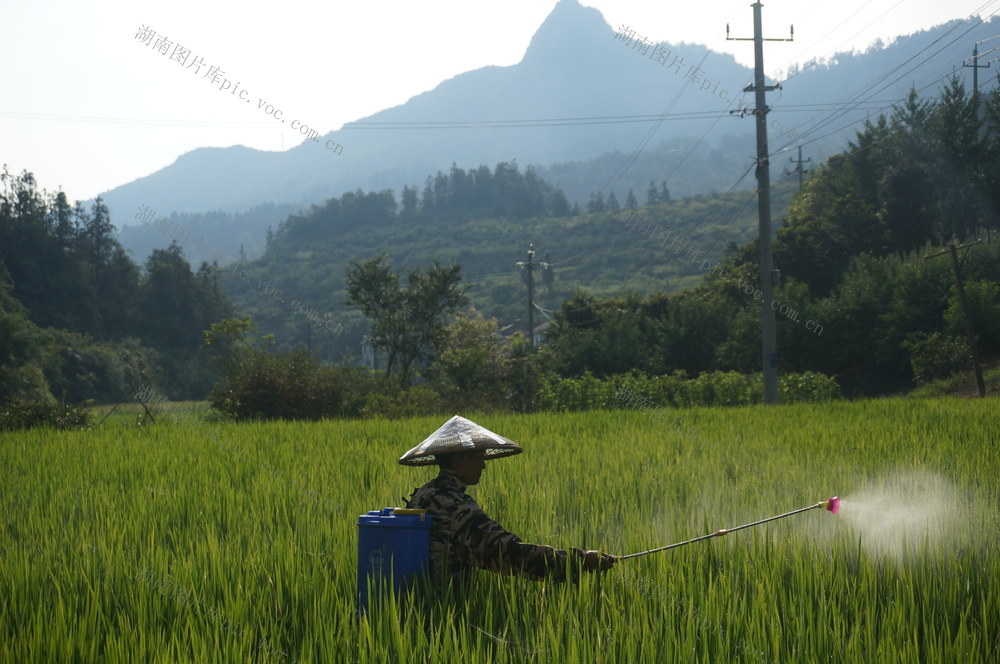 湘西稻田管护