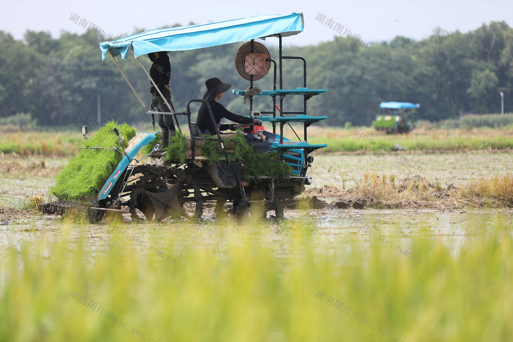 插晚稻 粮食