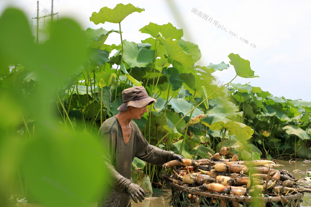 鲜藕  农民  采挖  种植  大户