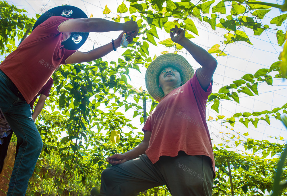 中药材   种植     回乡投资