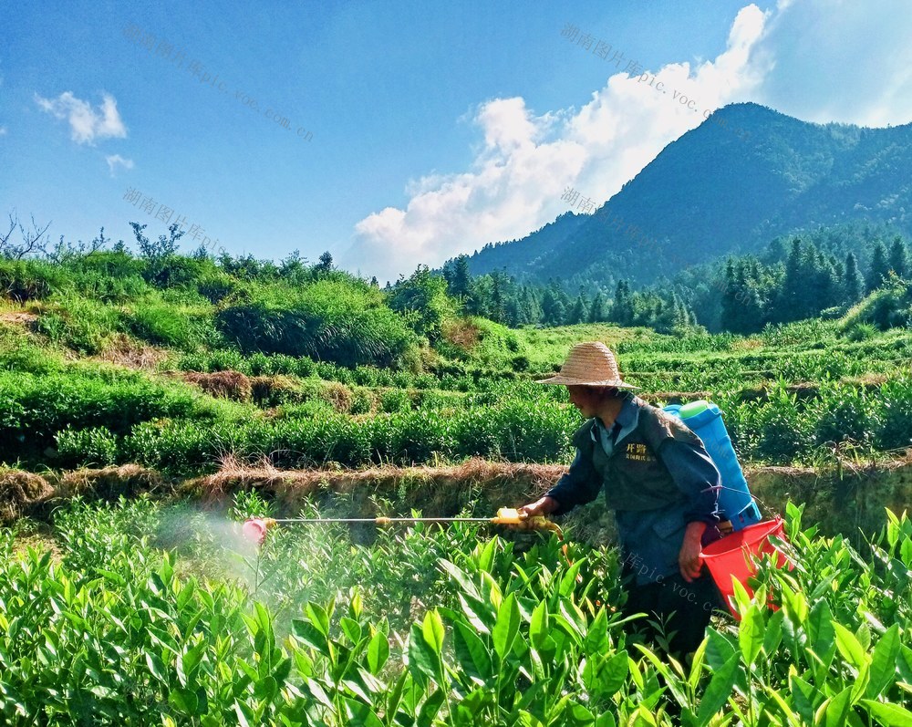 茶园  管护  增收 