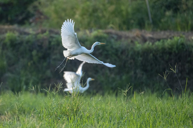 娄底 盛夏 稻田 鹭鸟