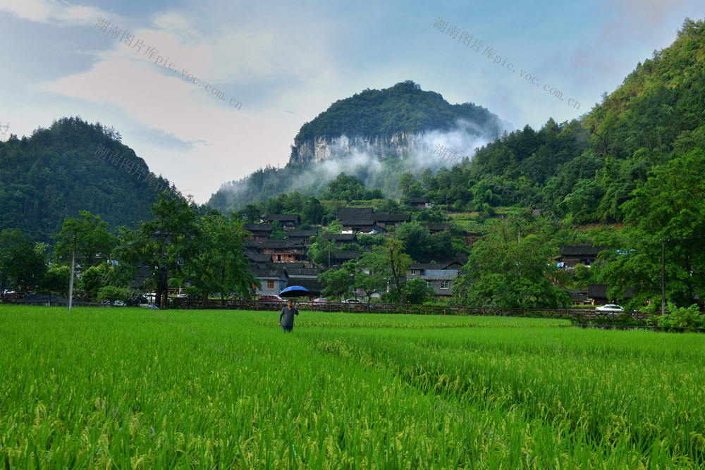 雨 苗族 云雾 民居 群山 田野 美景