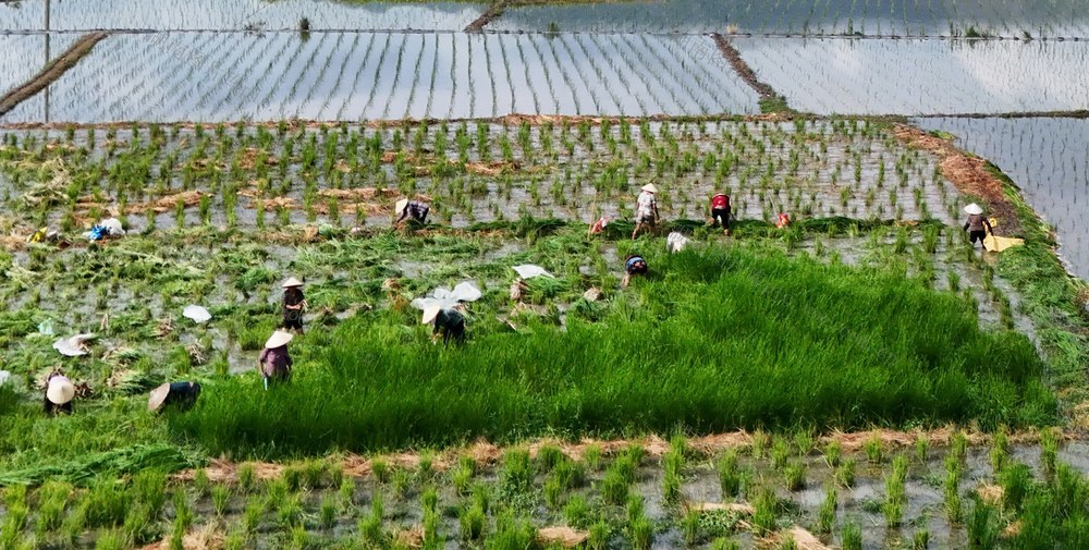 特色产业助增收