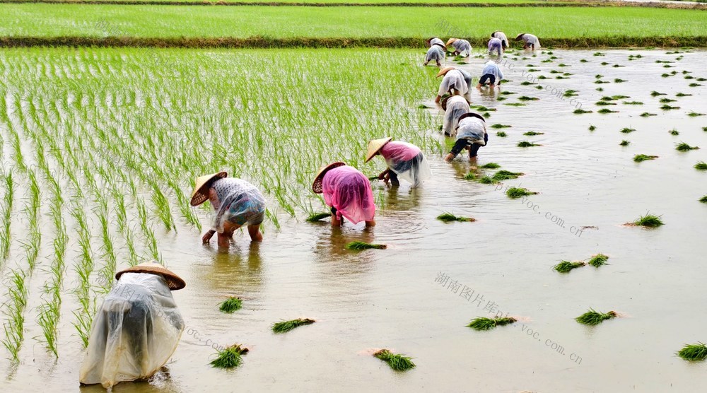 湖南  常宁  乡村  晚稻  抢插