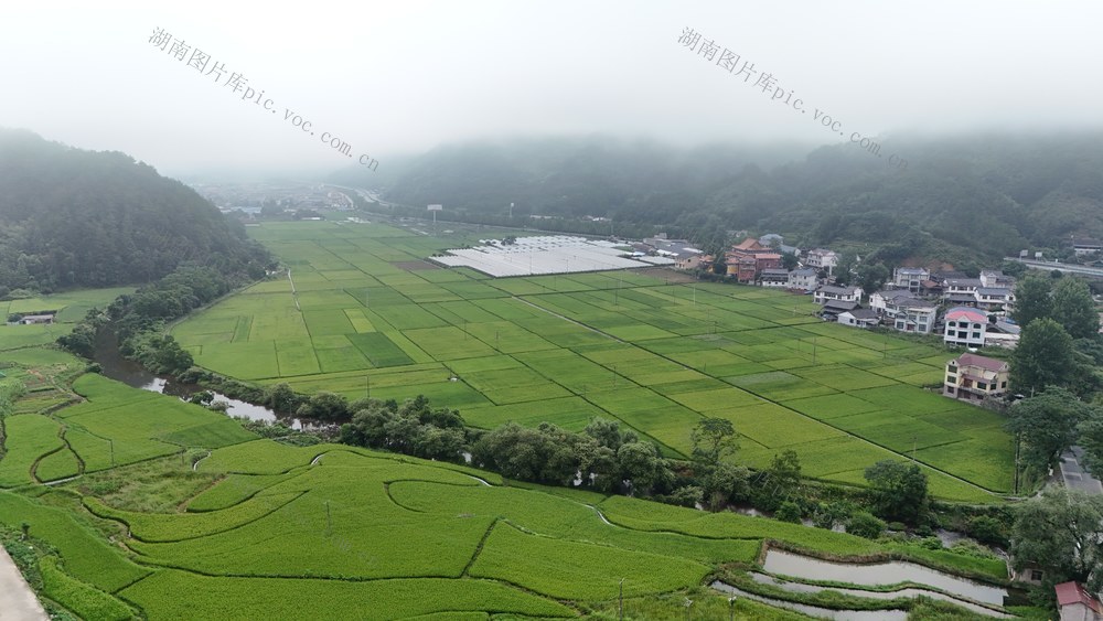 农田、稻田、农业、盛夏、农村