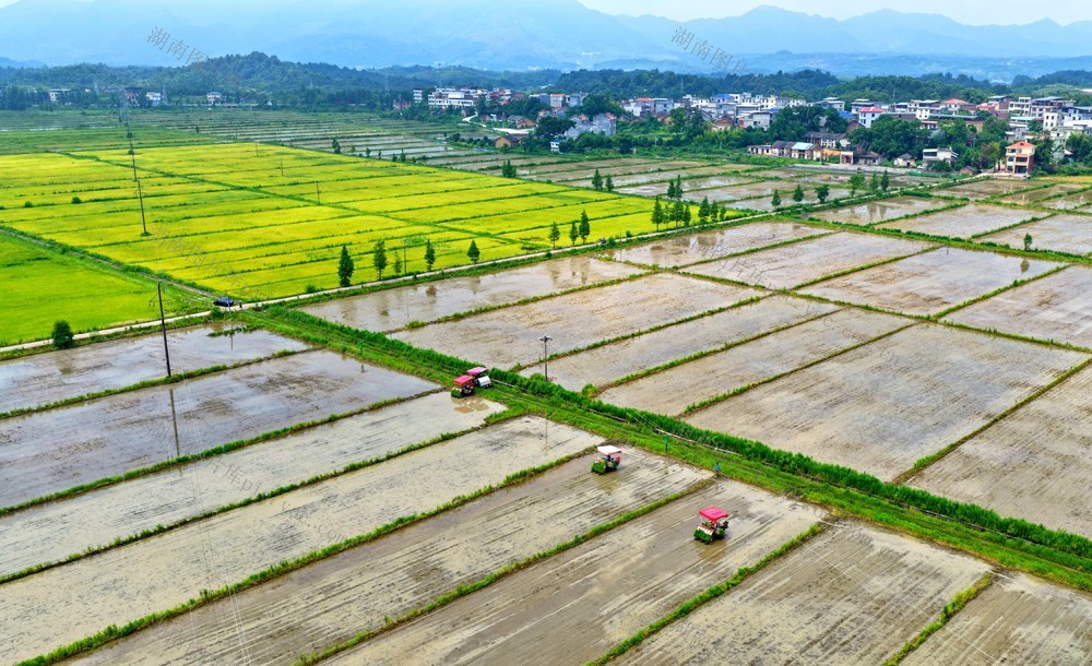 湖南  常宁  罗桥  双抢